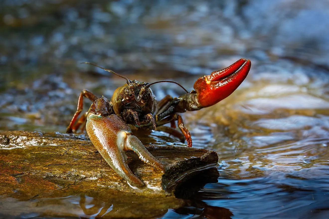 Signal crayfish, Pacifastacus leniusculus. 