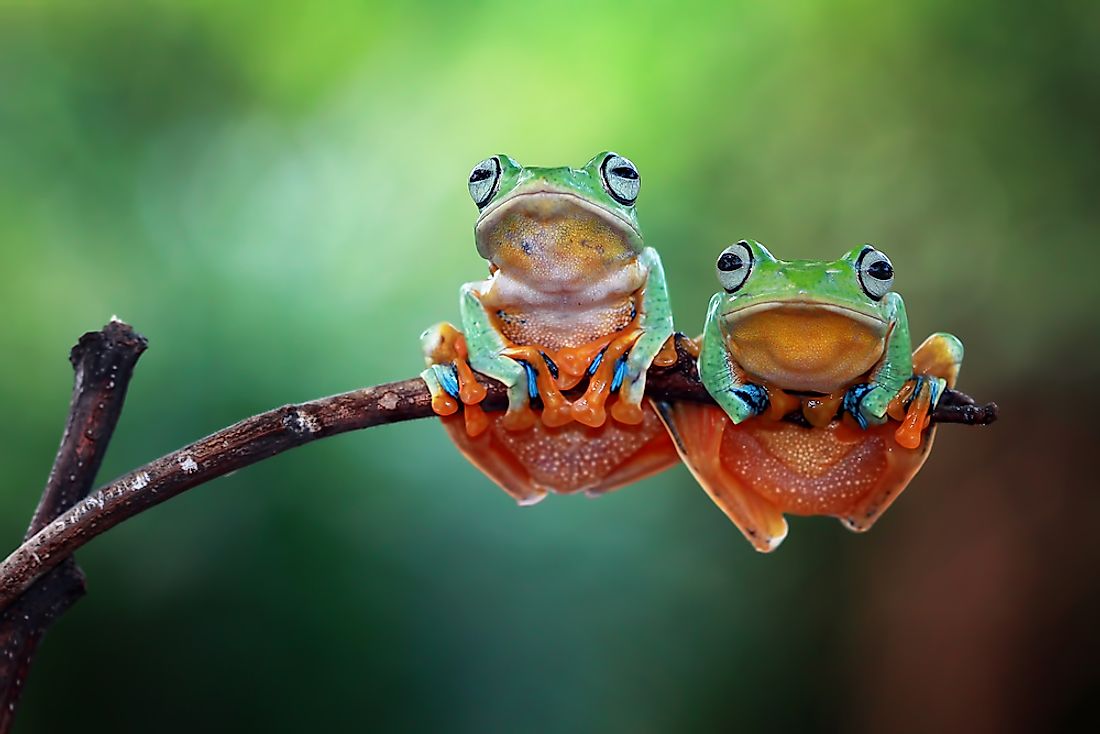 Over 90% of frogs are amphibians. 