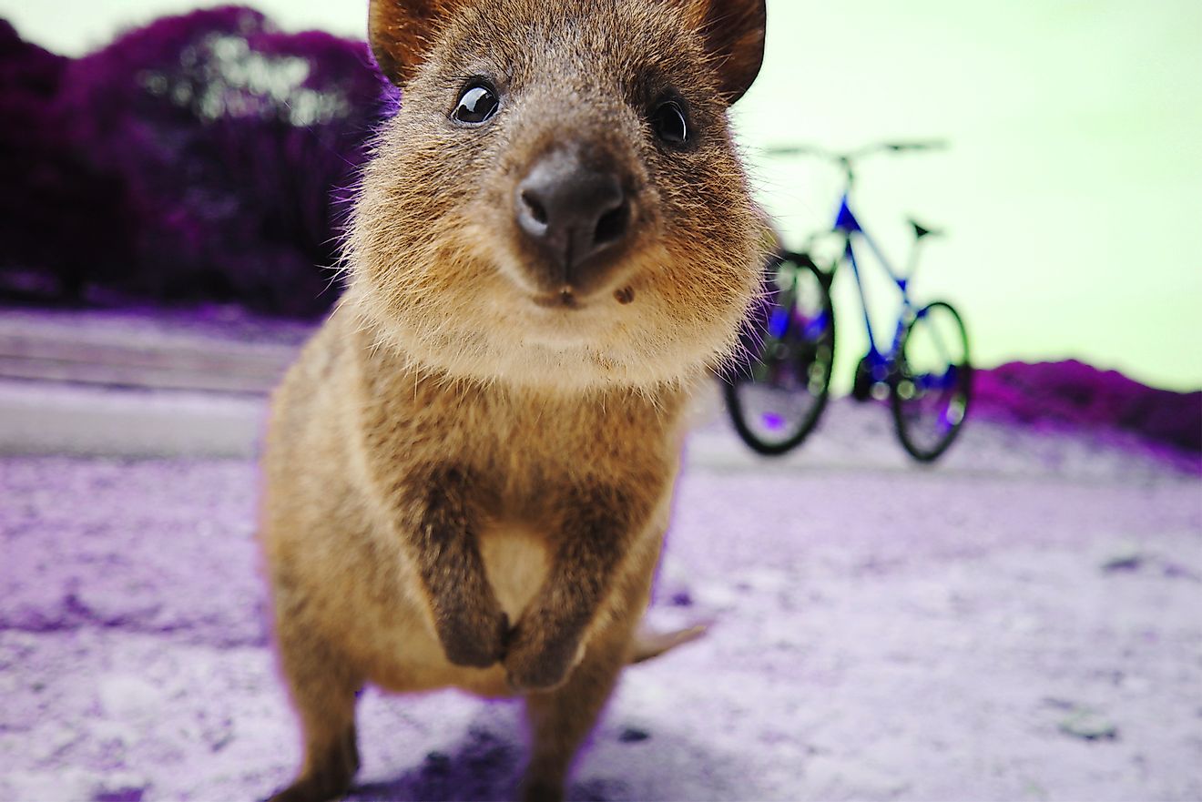 Quokkas aren’t afraid of humans and are known to approach them.