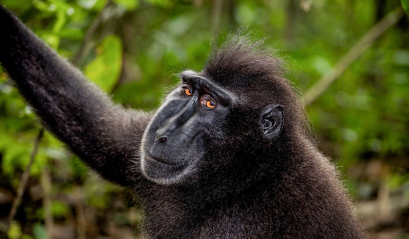 The black macaque, locally known as the "wolai ape" or "yaki", is endemic to the Sulawesi region of Indonesia.