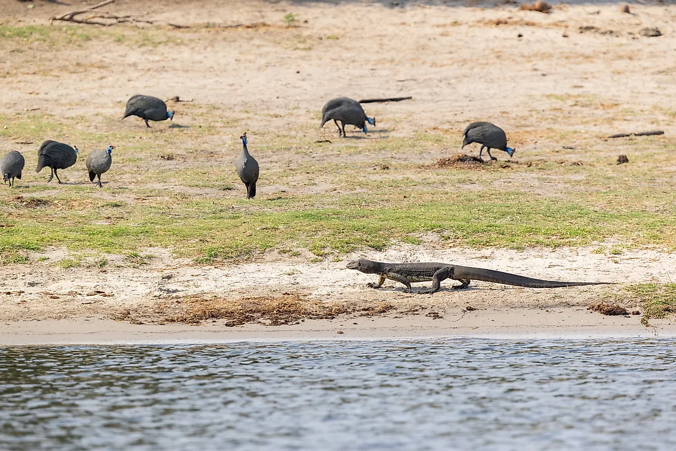 A large Nile monitor walking on a sandy river bank while Helmeted guinea fowls are eating in the background in Chobe National Park, Botswana