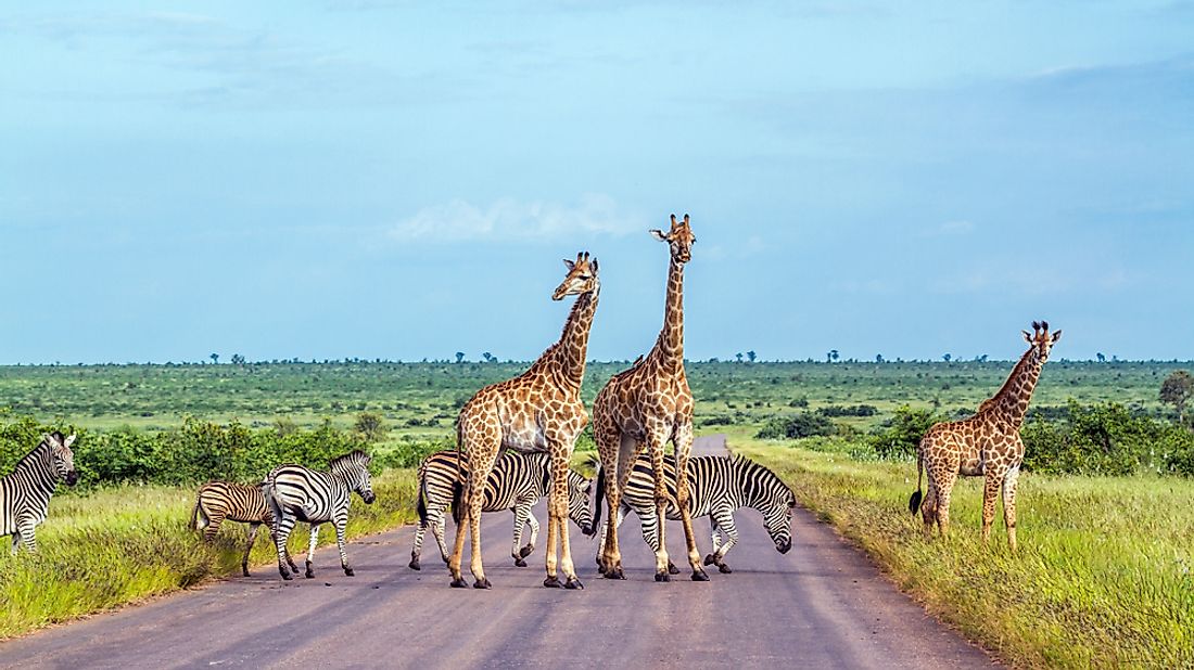 Animals in Kruger National Park, South Africa. 