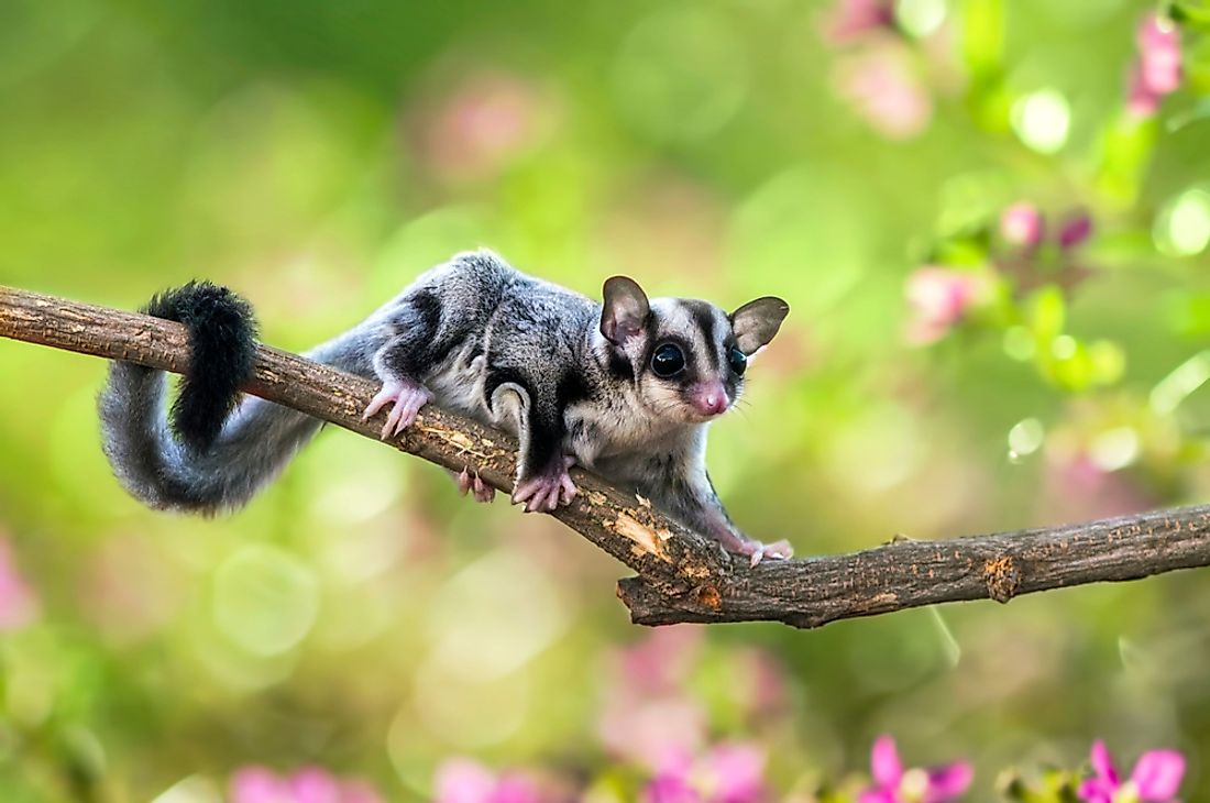 The sugar glider is one of Australia's unique animals. 