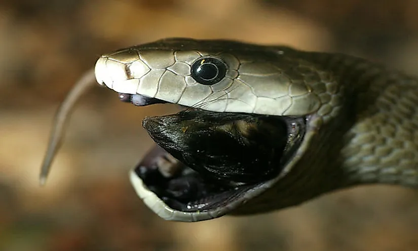 A black mamba feeding on its prey.