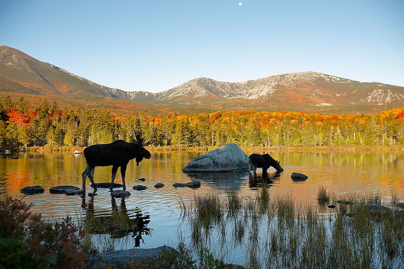 Two moose in Baxter State Park. Image credit: Paul Tessier/Shutterstock.com