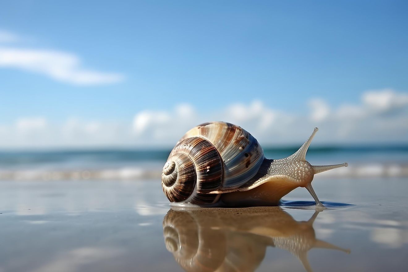 A sea snail on the beach.