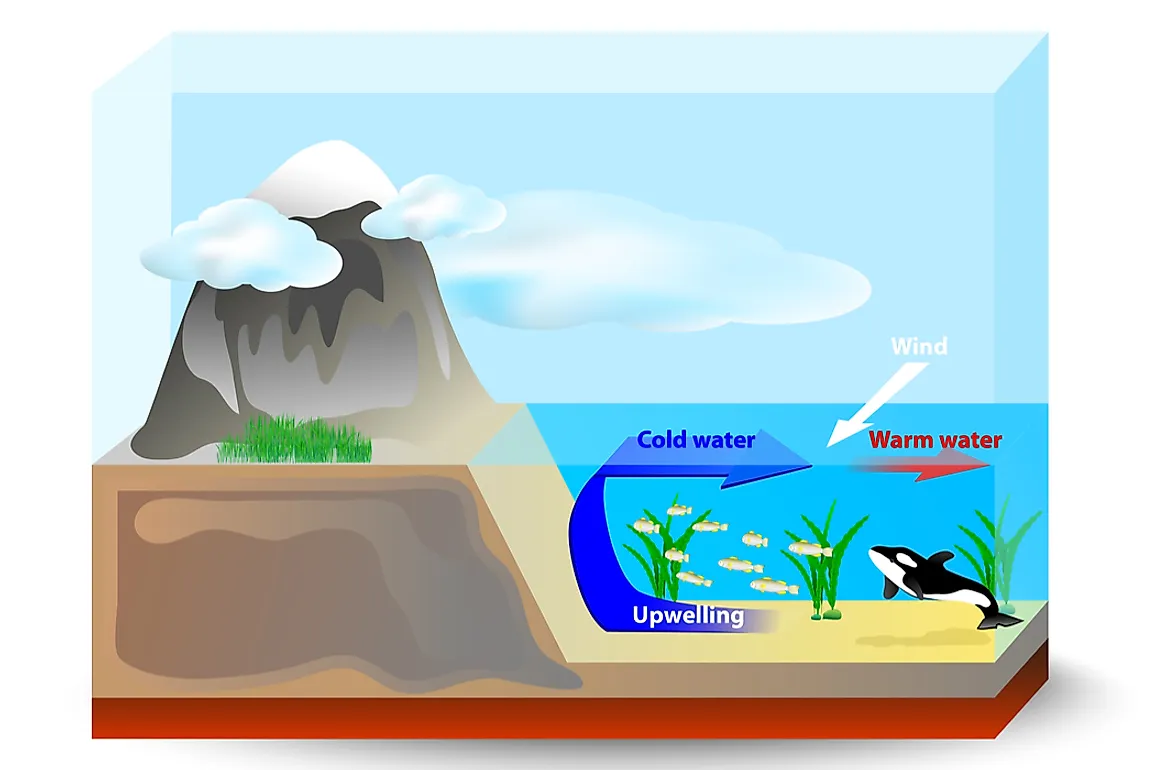 Upwelling drives cooler, denser water from the lower surface of the ocean to the upper surface. 