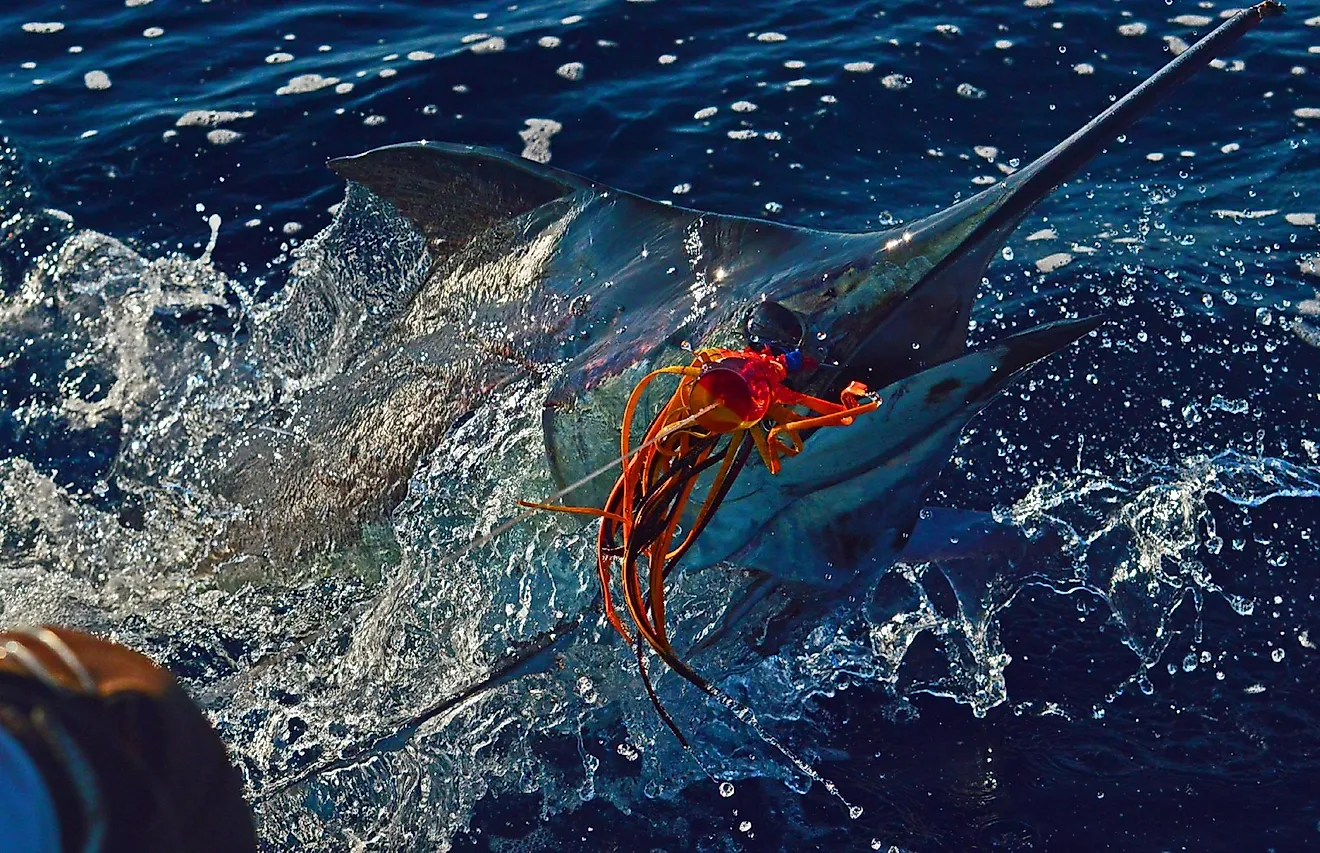 Big marlin catch