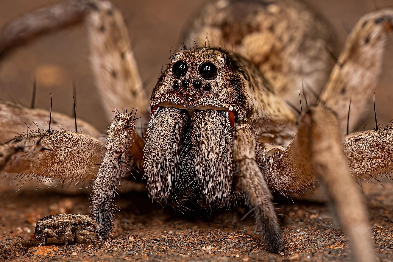 Adult Female Wolf Spider of the Family Lycosidae