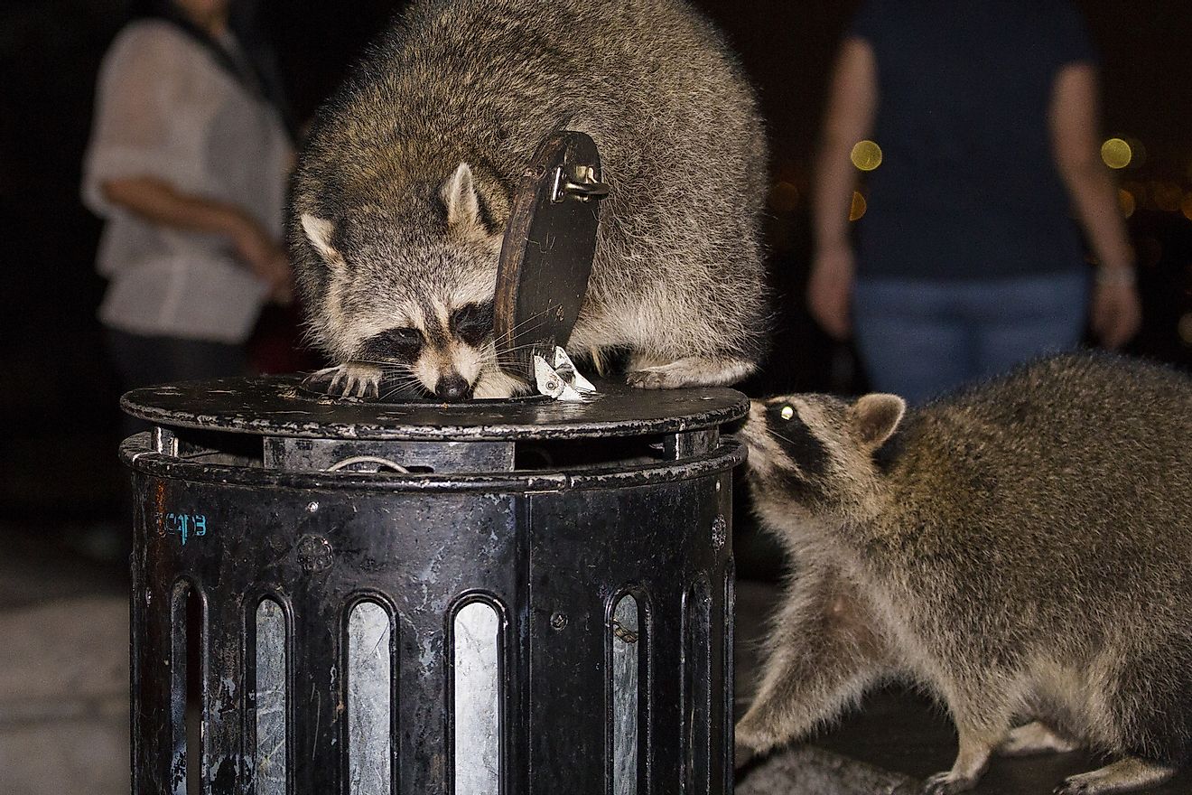 Raccoon feeding in garbage at night. Image credit: Mircea Costina/Shutterstock.com