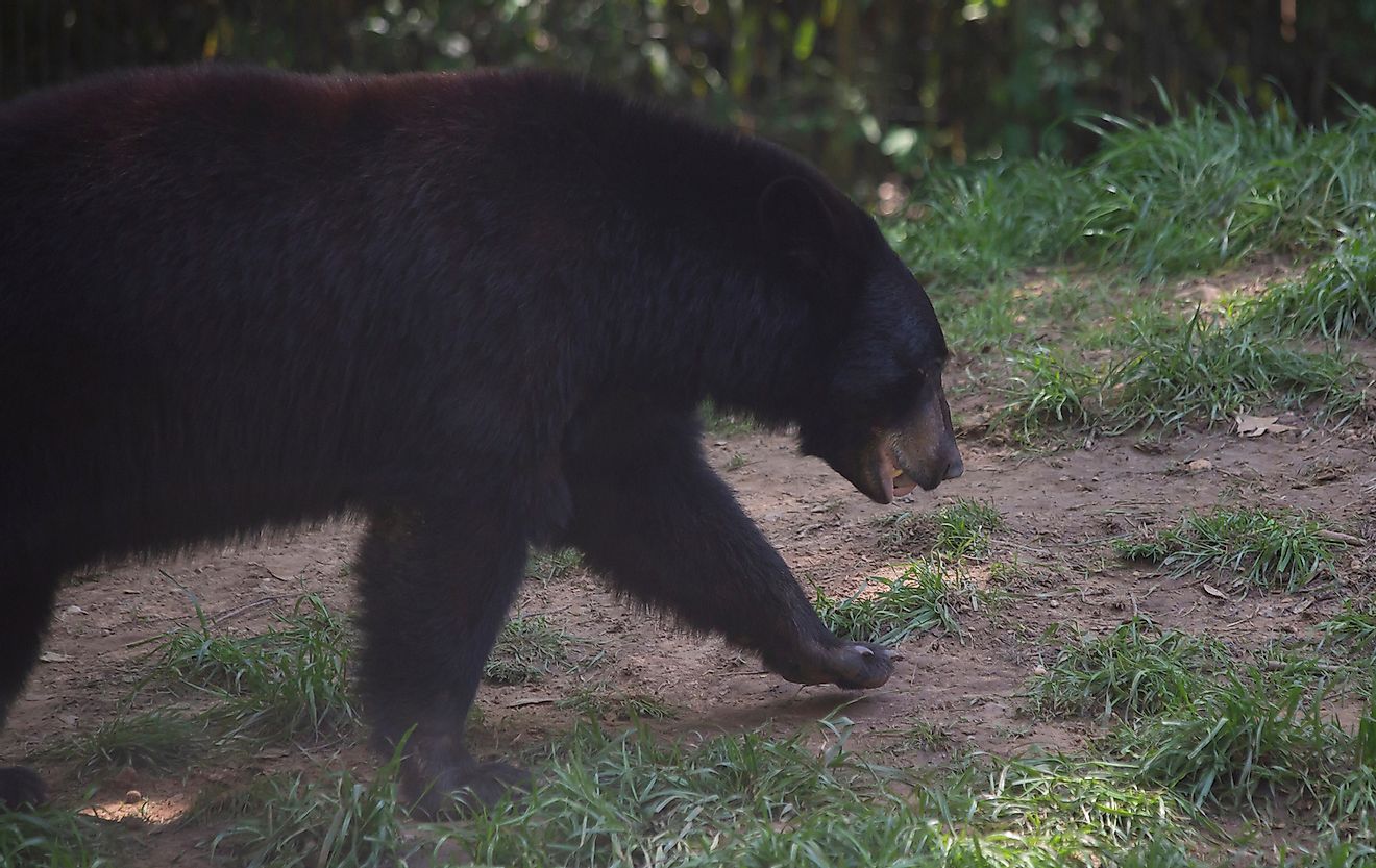 Louisiana black bear searching for a snack. Image credit: Brandy McKnight/Shutterstock.com