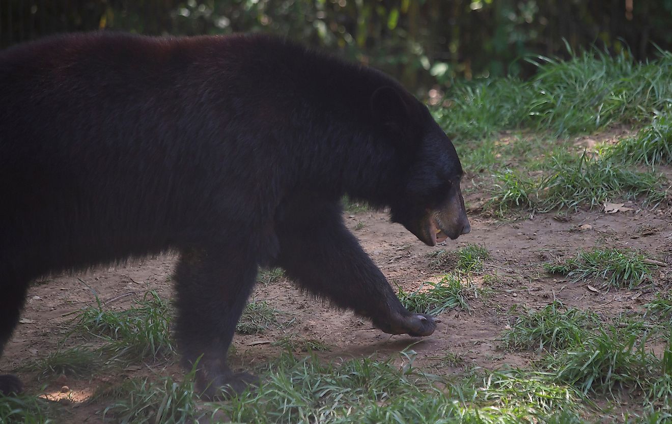 Louisiana black bear searching for a snack. Image credit: Brandy McKnight/Shutterstock.com