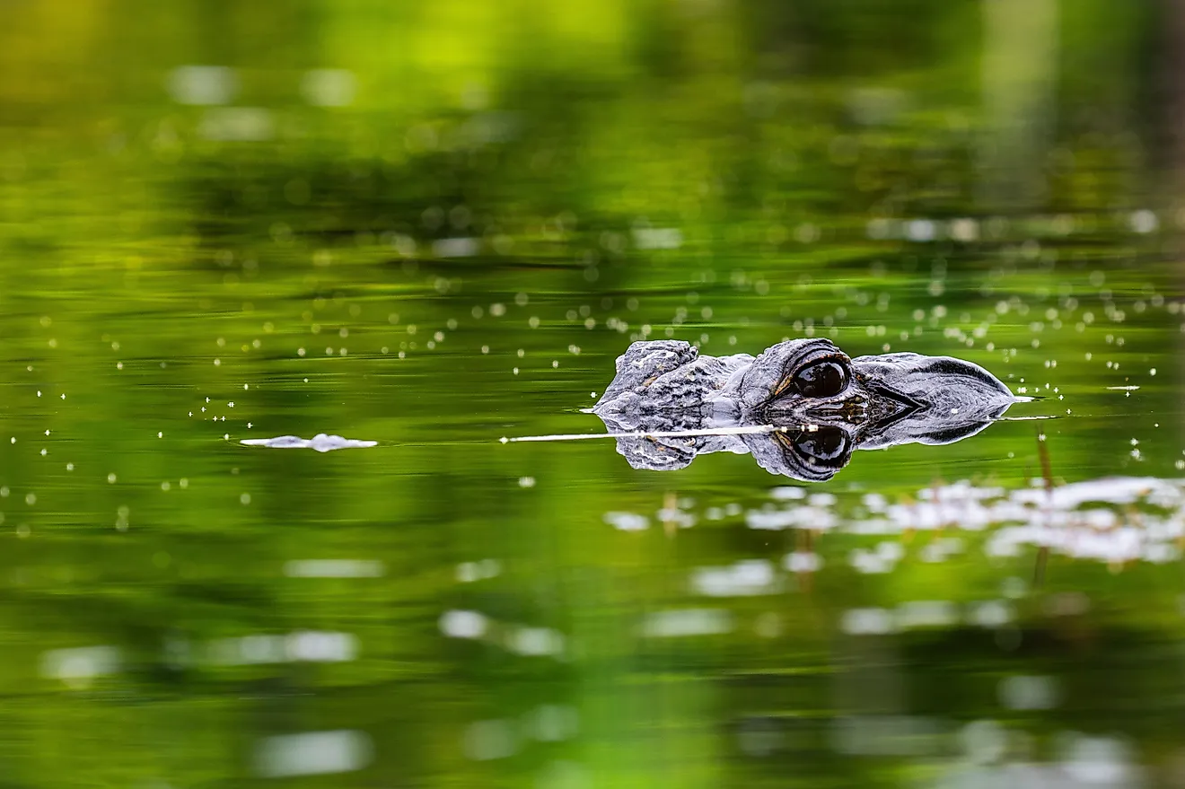 American alligators are abundant in Alabama