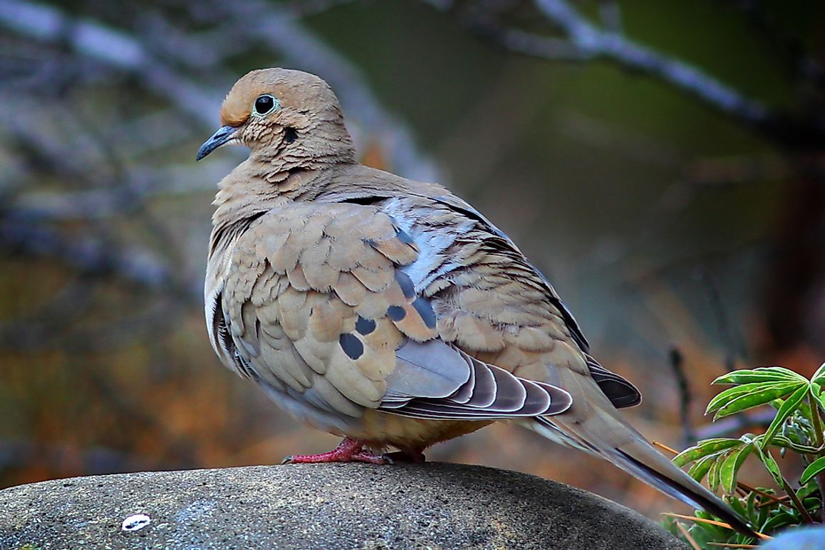 The coloration of the adult male mourning dove contrasts from the female by the pink-purplish hue on their neck region.