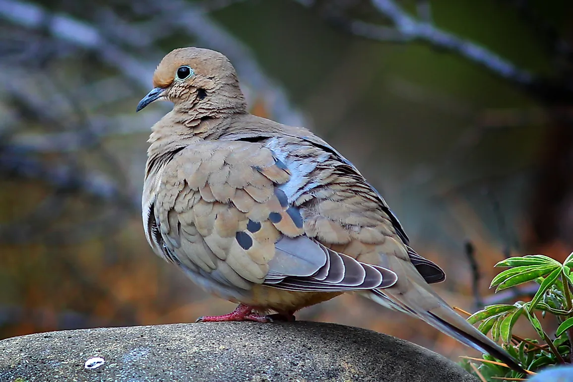 The coloration of the adult male mourning dove contrasts from the female by the pink-purplish hue on their neck region.