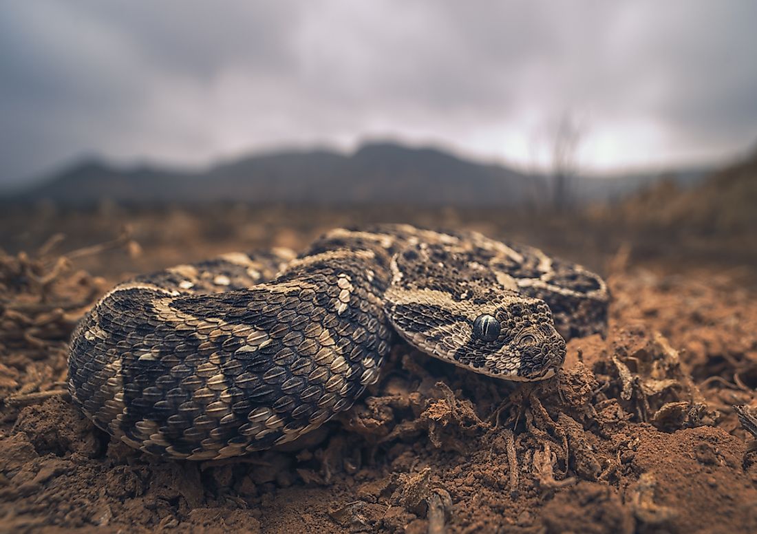 The African puff adder can be found throughout Ethiopia. 