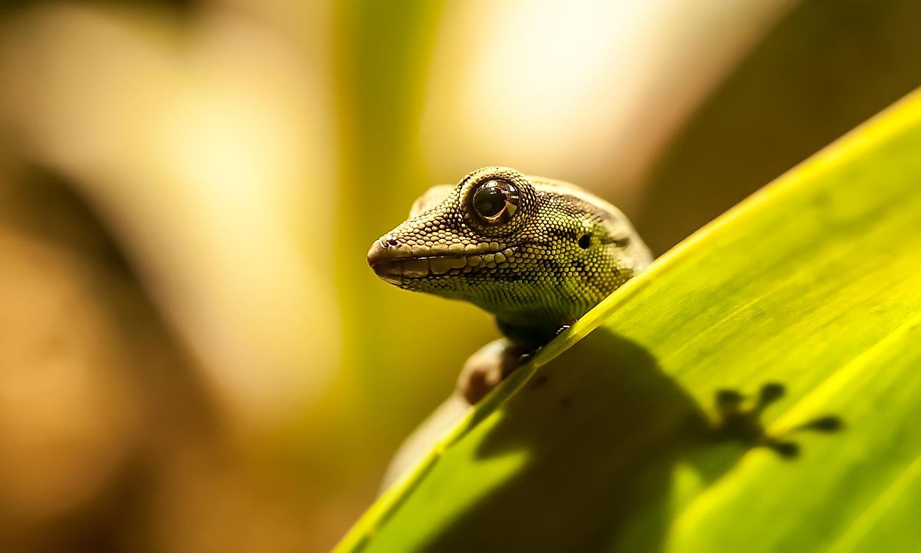 The electric blue gecko. 