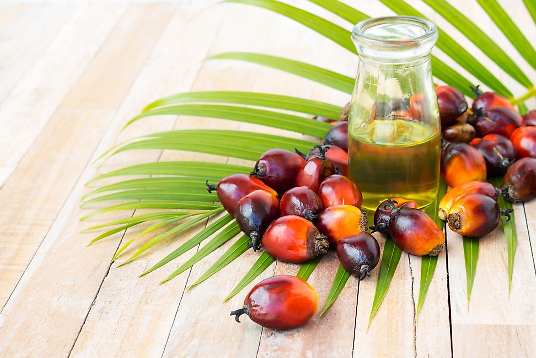 Palm oil is processed from the fruit of the oil palm tree.