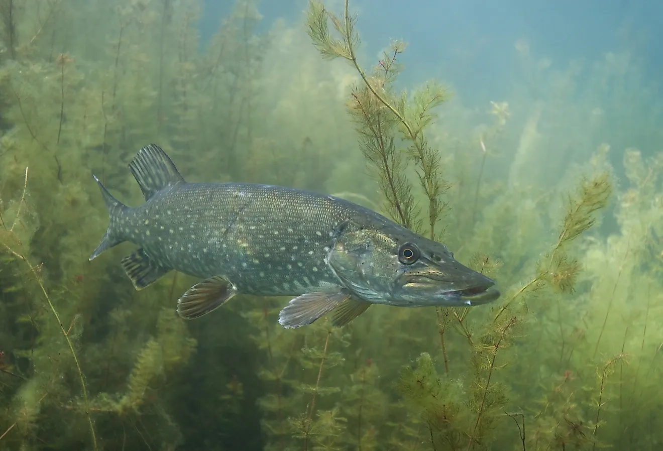 Northern pike, esox lucius, underwater.