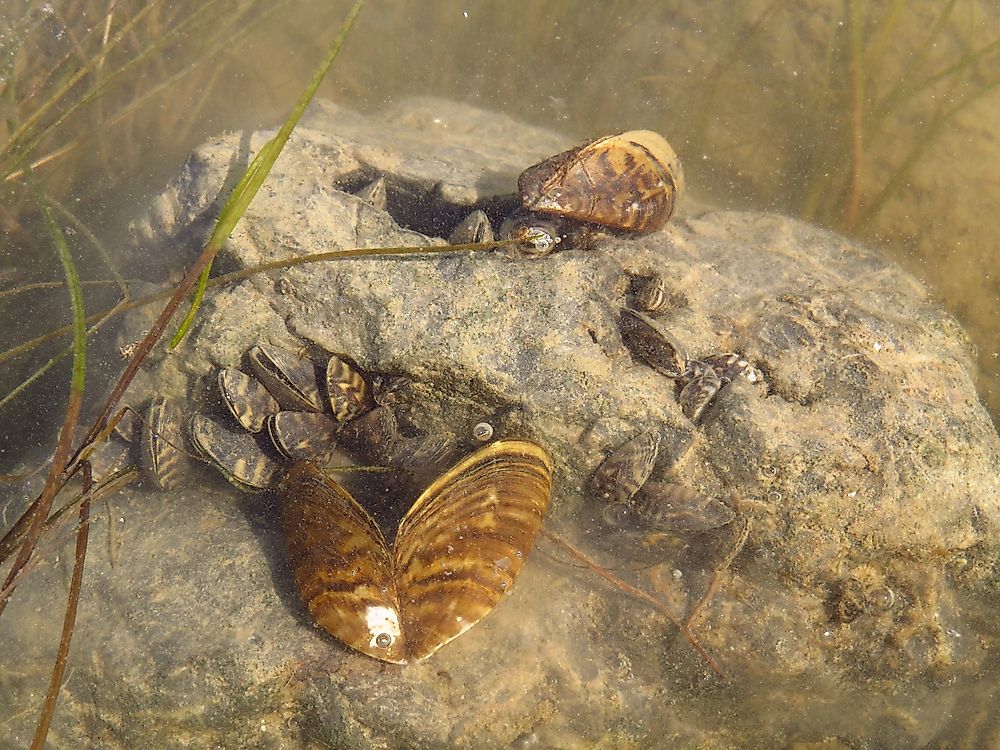 The Zebra mussel has invaded the waterways of North America. 