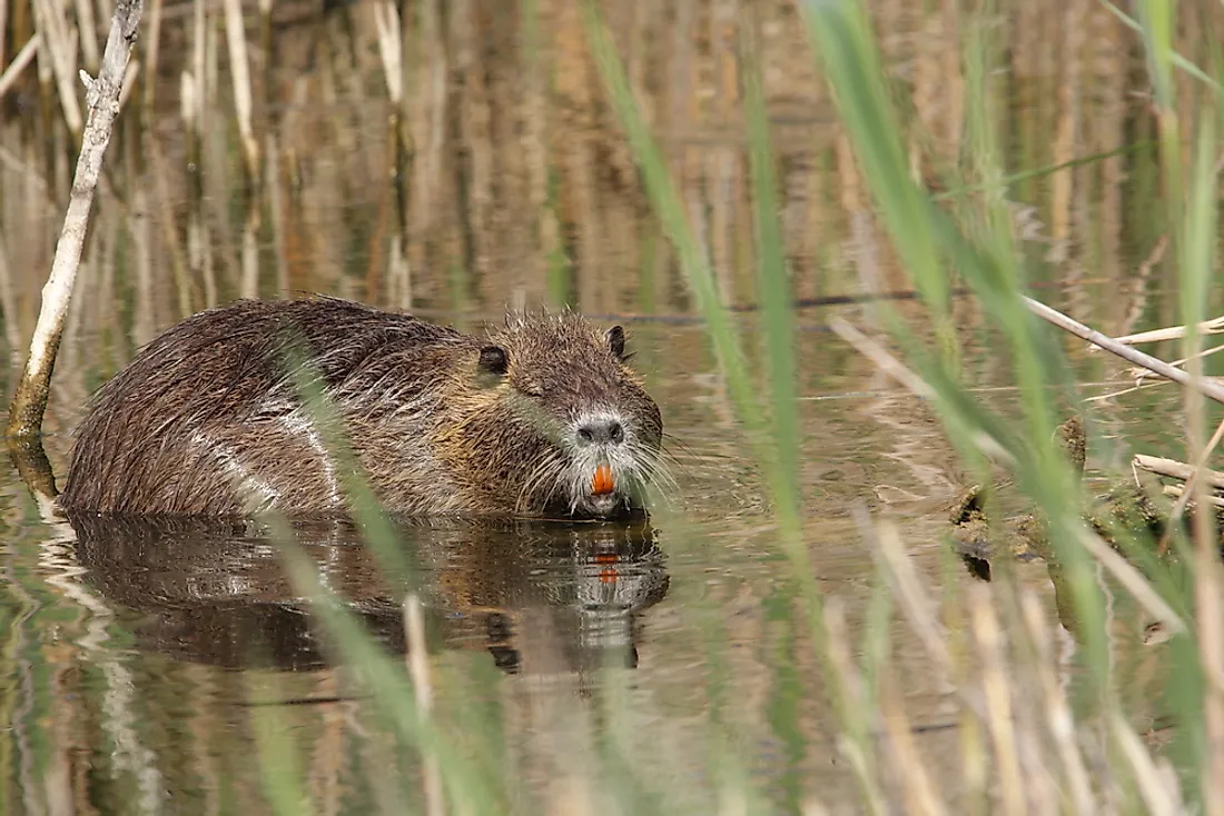 The nutria rat's major distinguishing trait is its orange front teeth. 