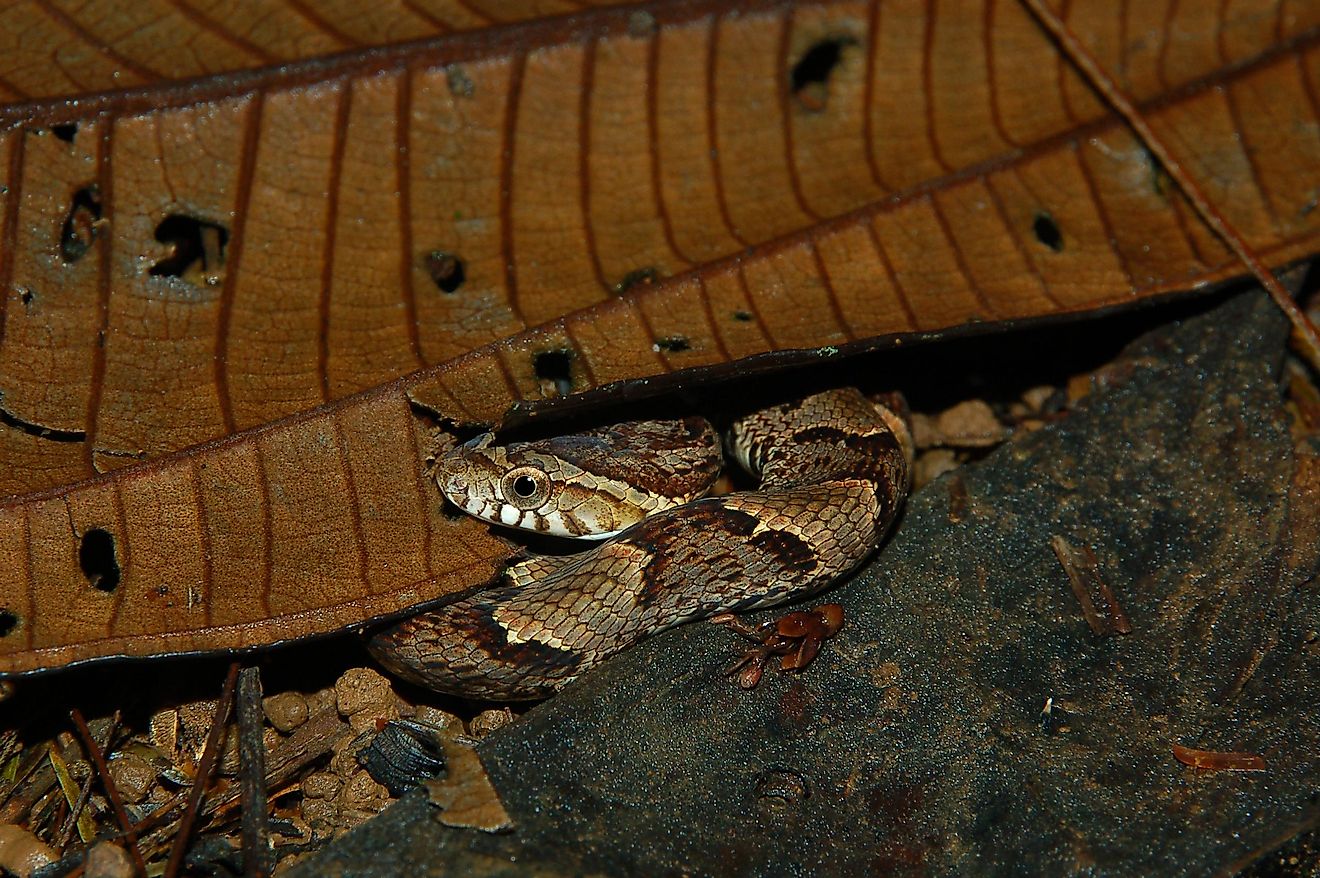 A False Fer-de-lance (Xenodon rabdocephalus). Image credit: Ferdy Timmerman/Shutterstock.com