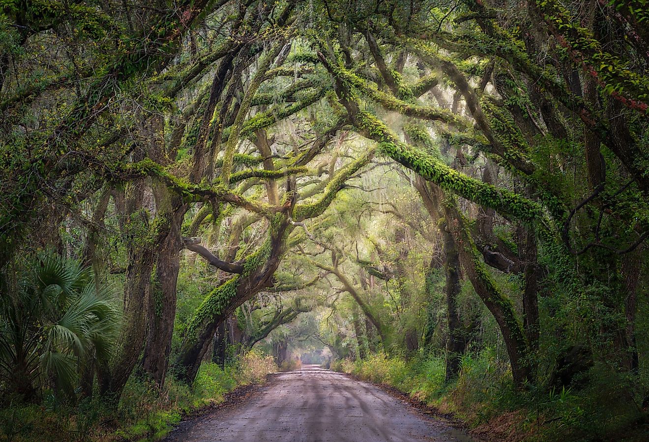 Oak Tree tunnel on Edisto Island, South Carolina. 