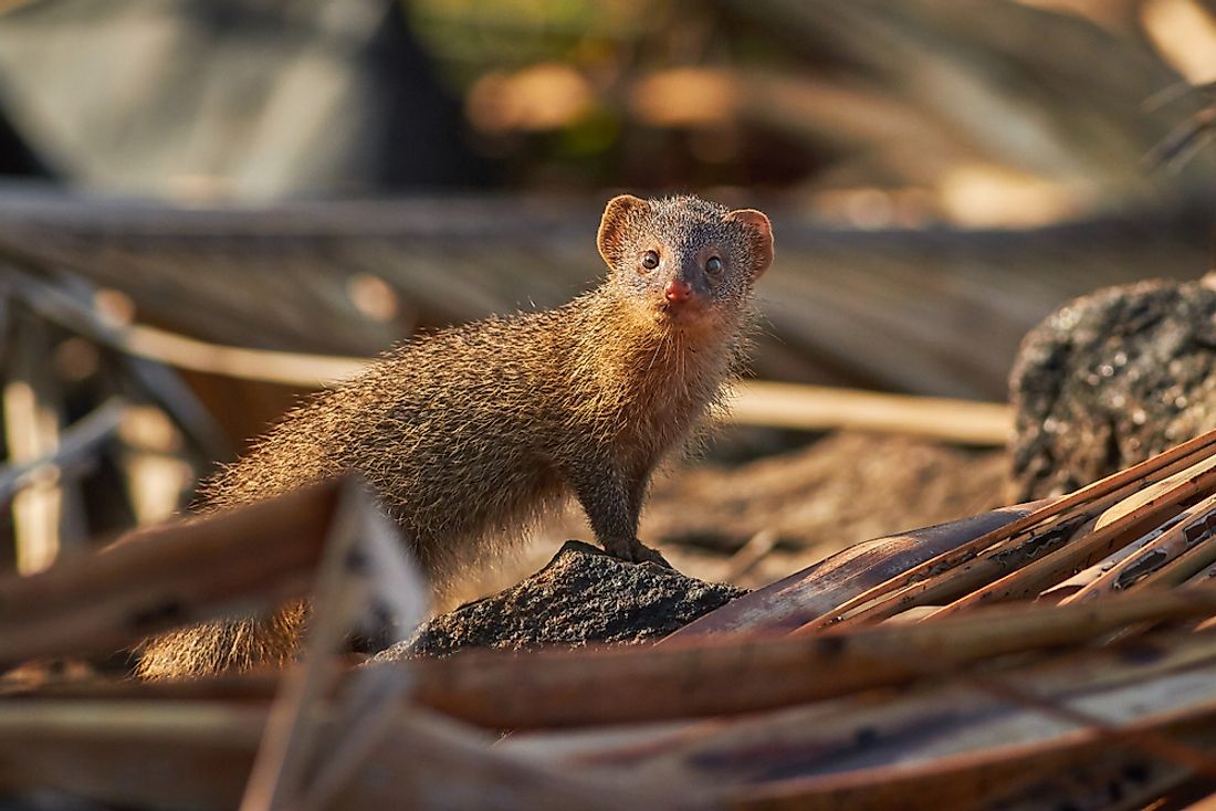 Indian gray Mongoose.