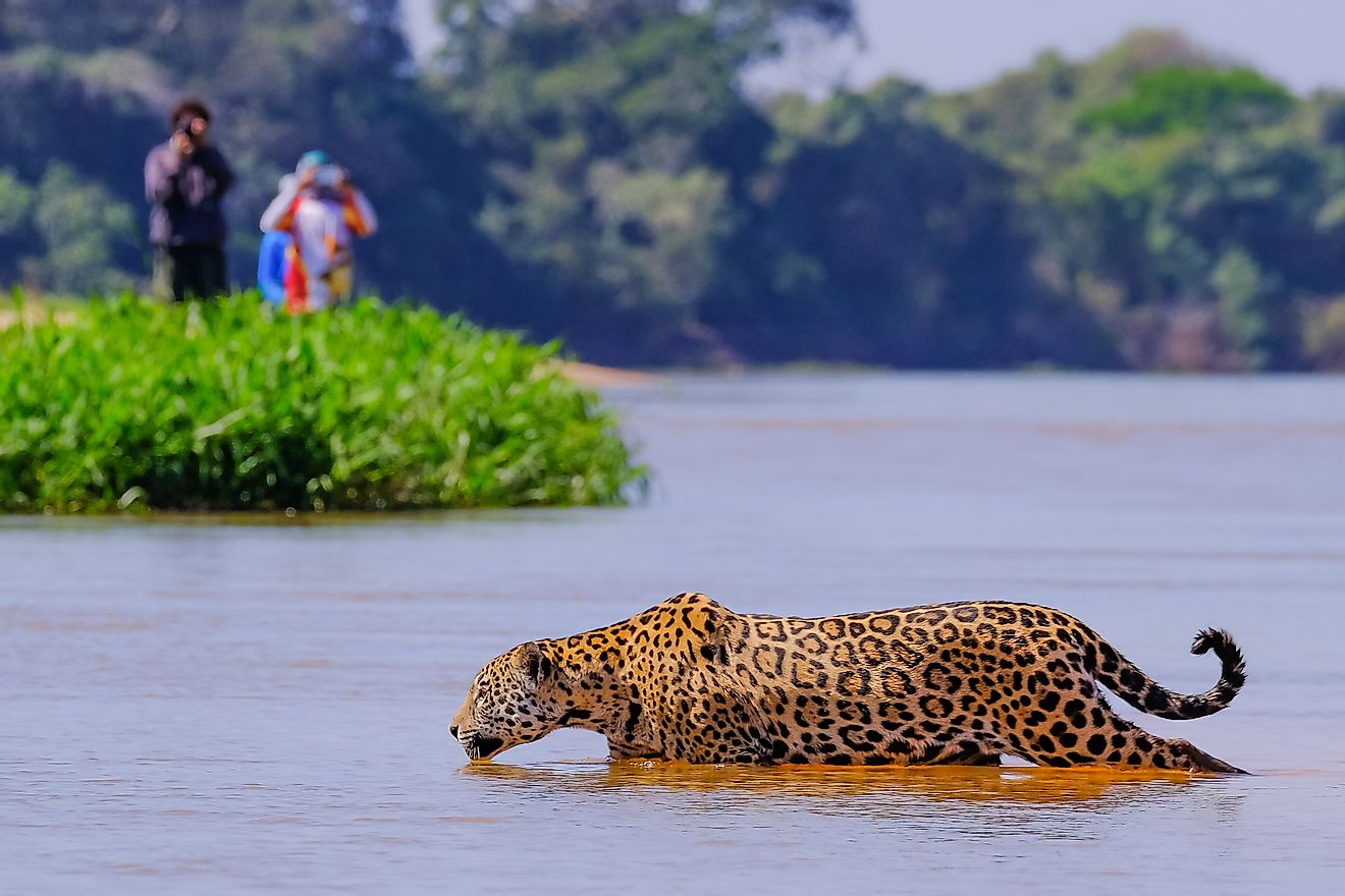 Tourists watch a jaguar crossing the Cuiaba River in the Pantanal in the Brazilian state of Mato Grosso do Sul.