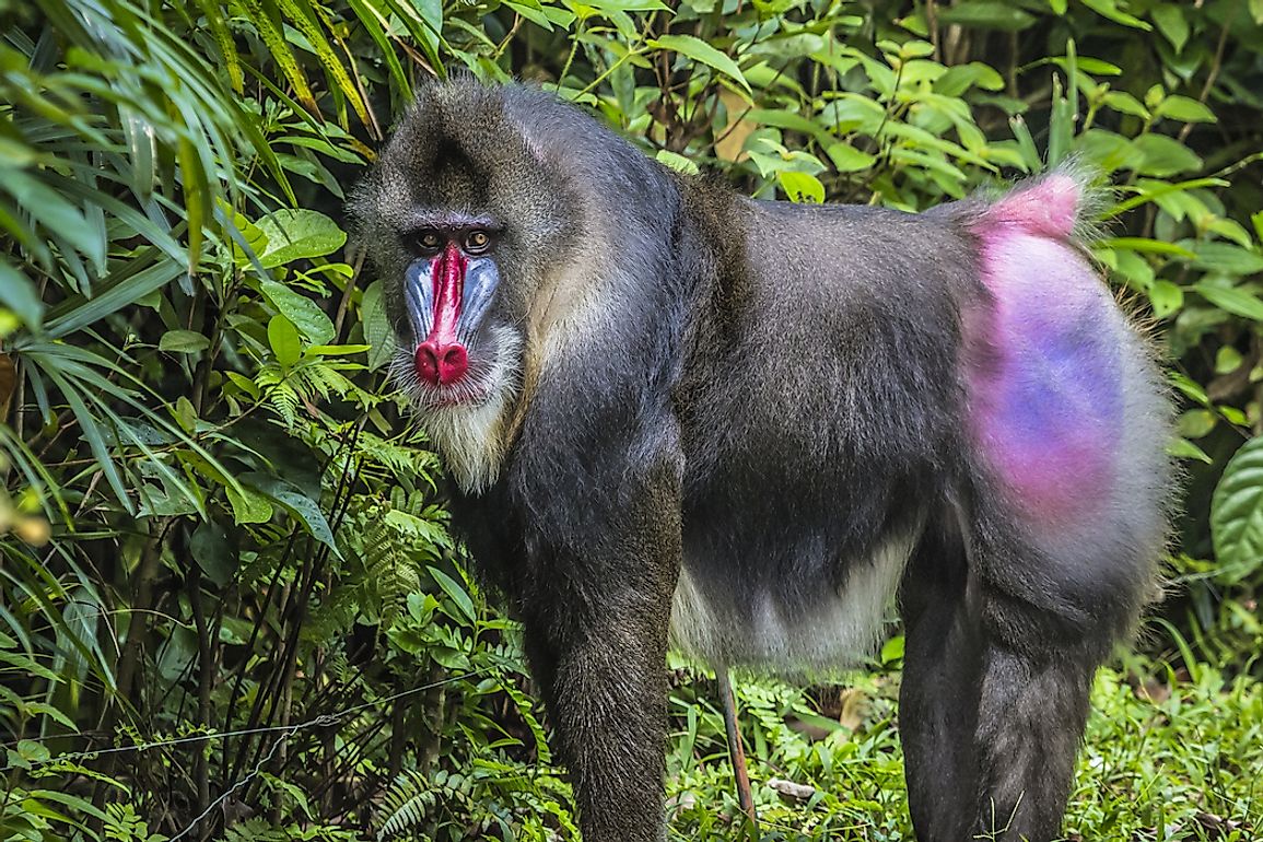 Mandrills display vibrant colors on their faces and rumps. 
