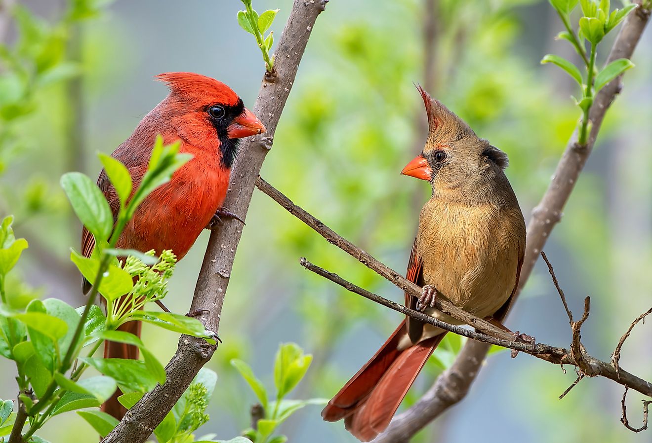 Northern Cardinal Pair with bright spring green habitat.