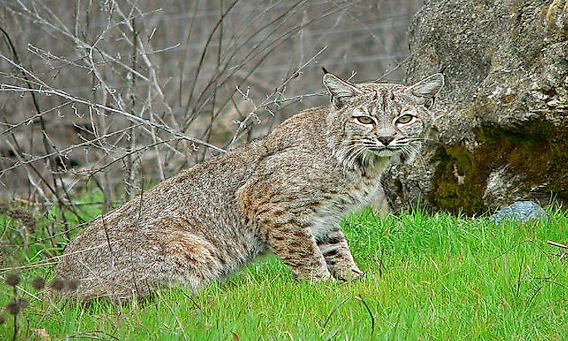 The Canadian Lynx is medium sized cat (family Felidae) that lives in Canada  and the Northern USA (including Alaska). They have long legs and large  broad paws that are covered in fur.