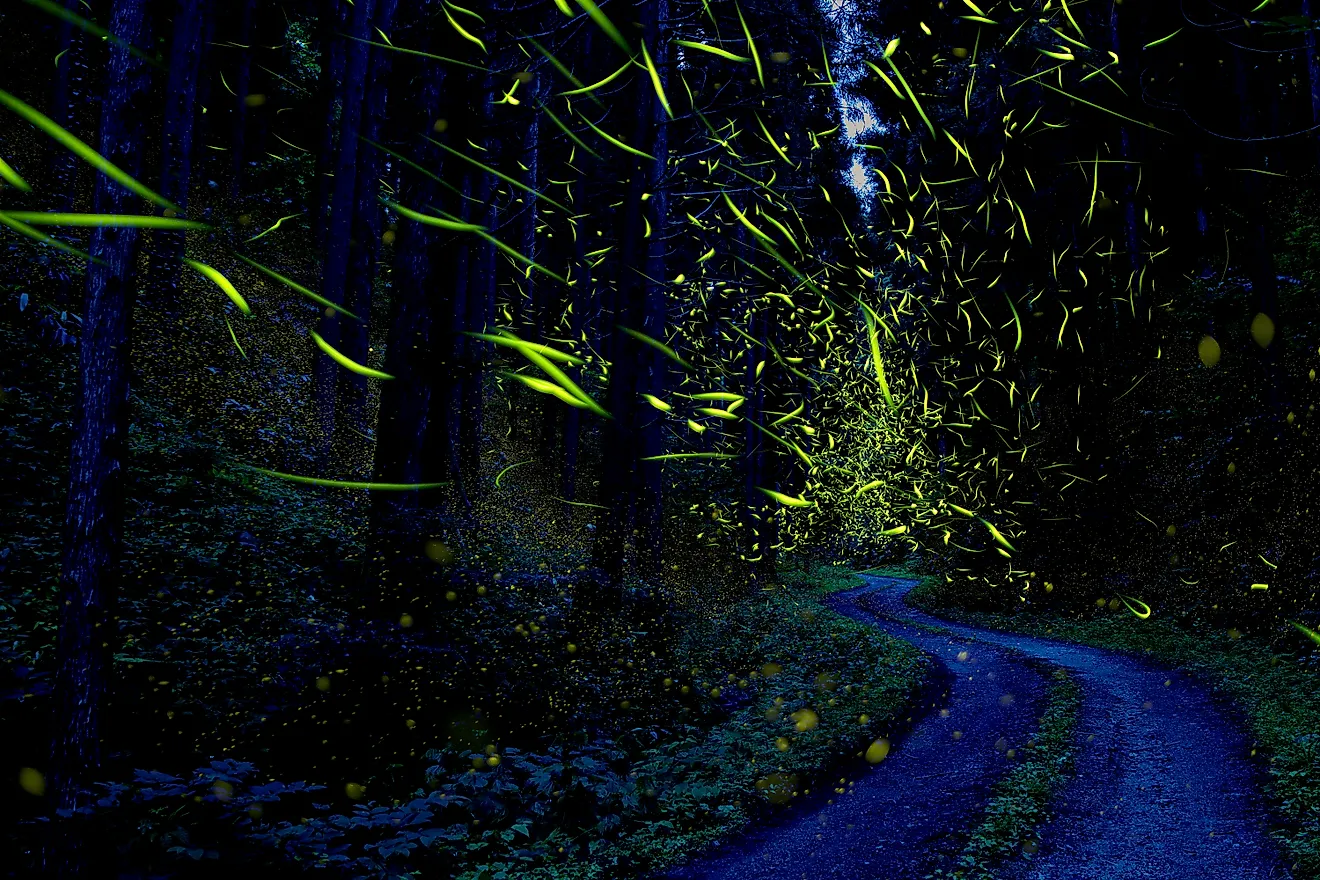 Fireflies light up a forest in Japan.