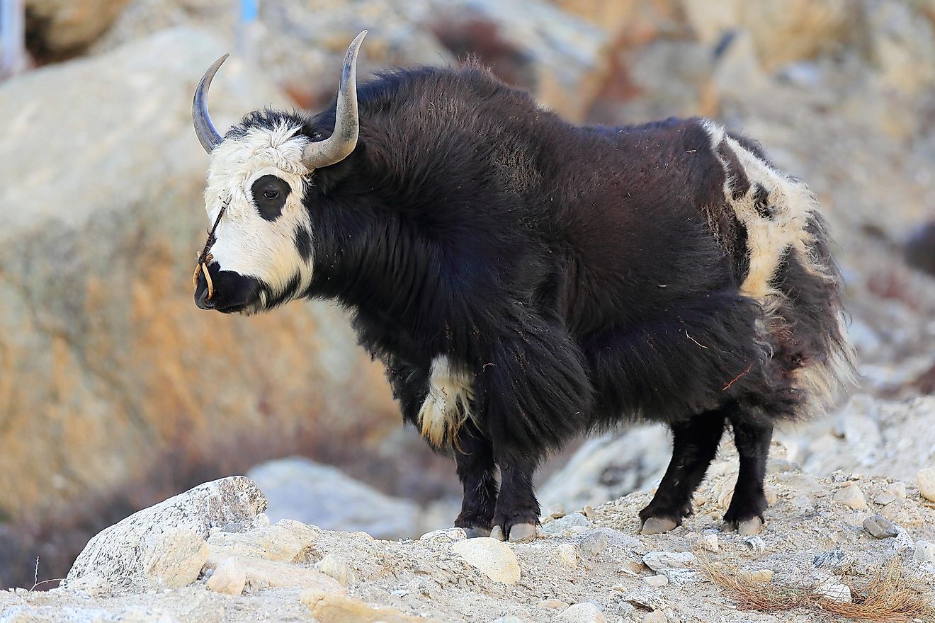 A hybrid between a yak and domestic cattle if most commonly referred to as a dzo.