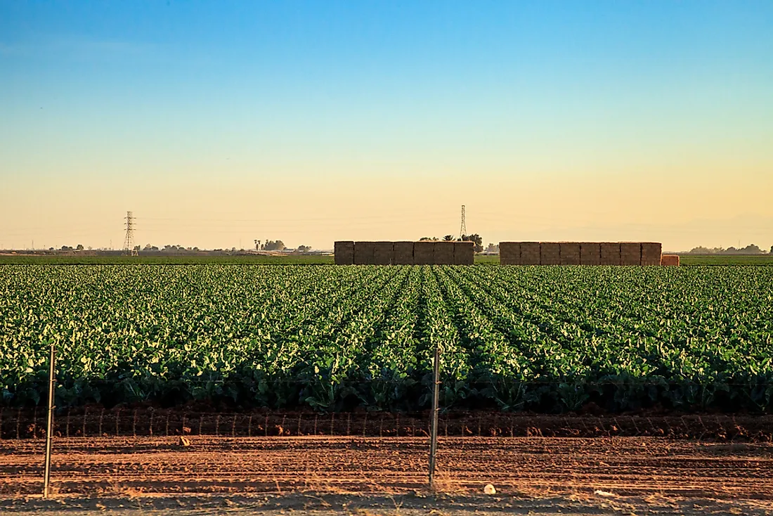 Agriculture in Mexico. 