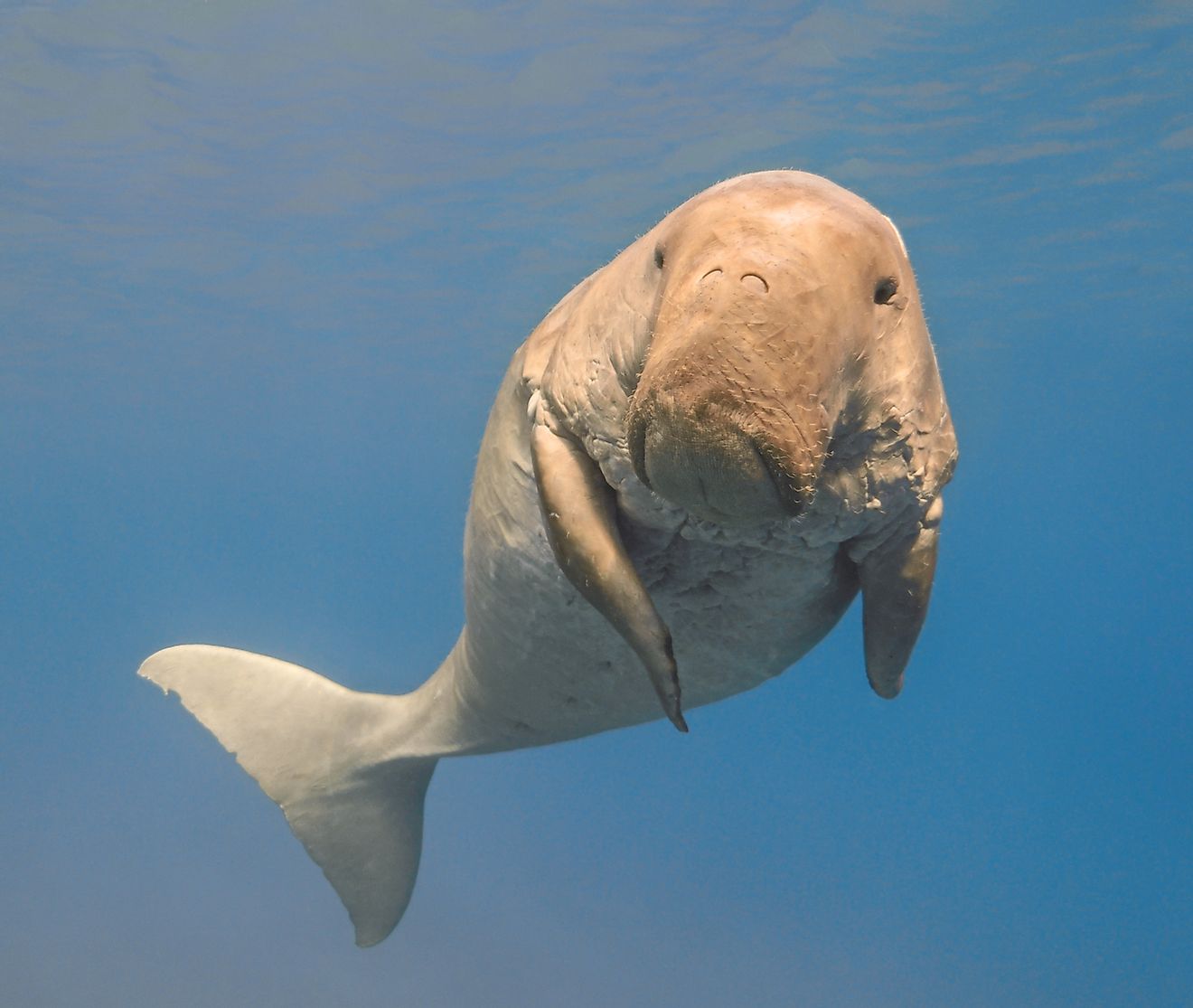 Dugong dugon (seacow or sea cow) swimming in the tropical sea water. Image credit: vkilikov/Shutterstock.com