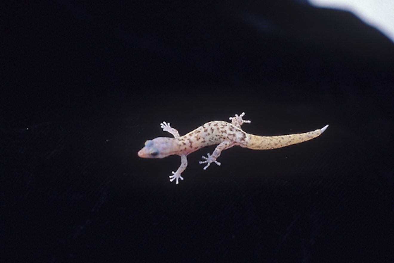 Monito gecko. Image credit: U.S. Fish and Wildlife Service Southeast Region/Public domain