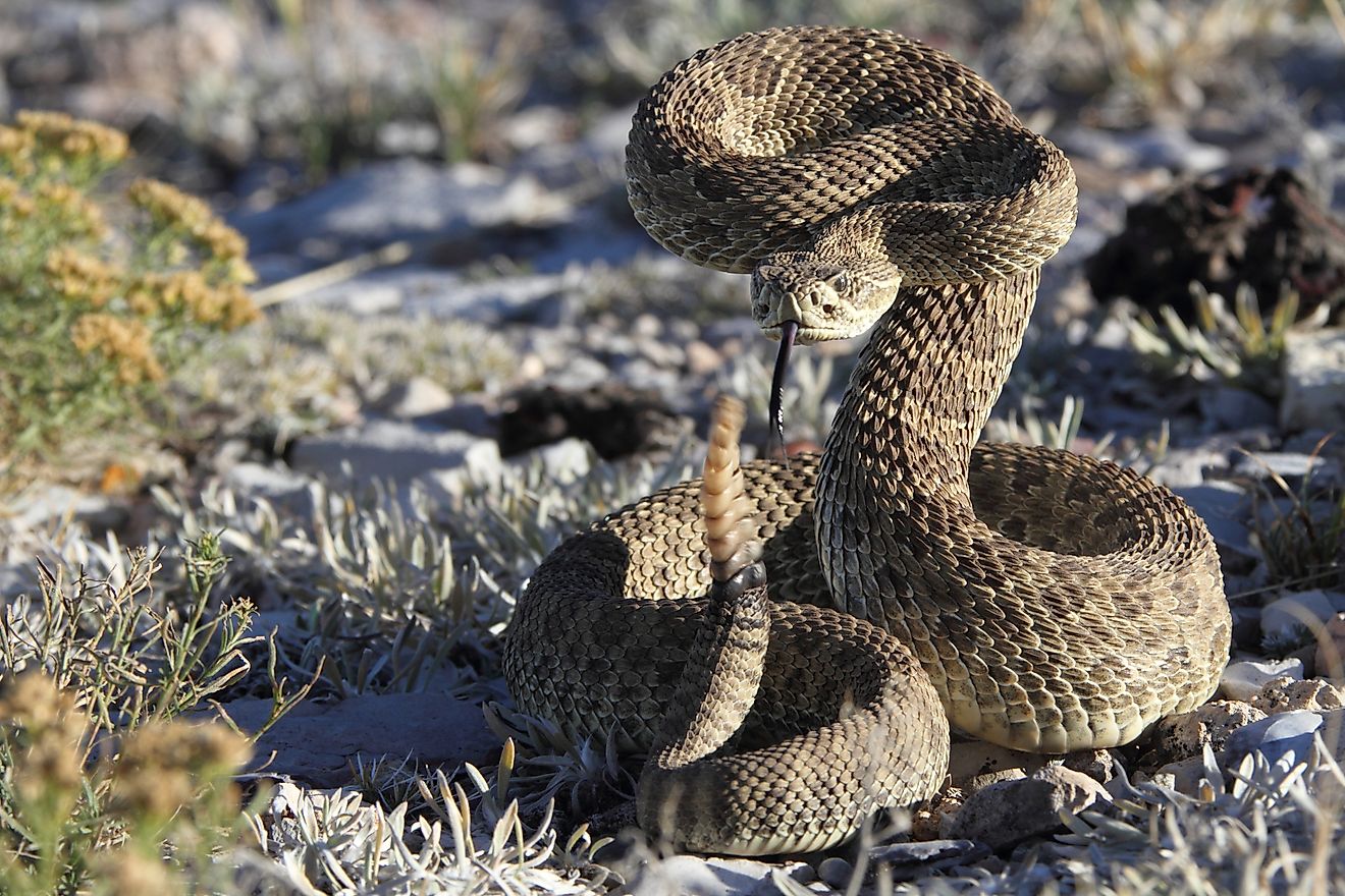 A gorgeous rattlesnake poised to strike.