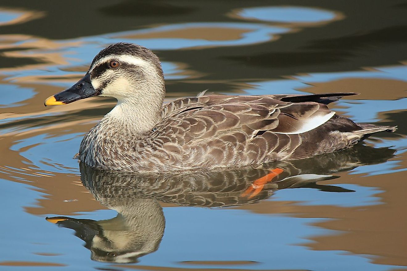 Anas zonorhyncha (Spot-billed Duck), swimming in the pond in Japan. Image credit: Alpsdake/Wikimedia.org