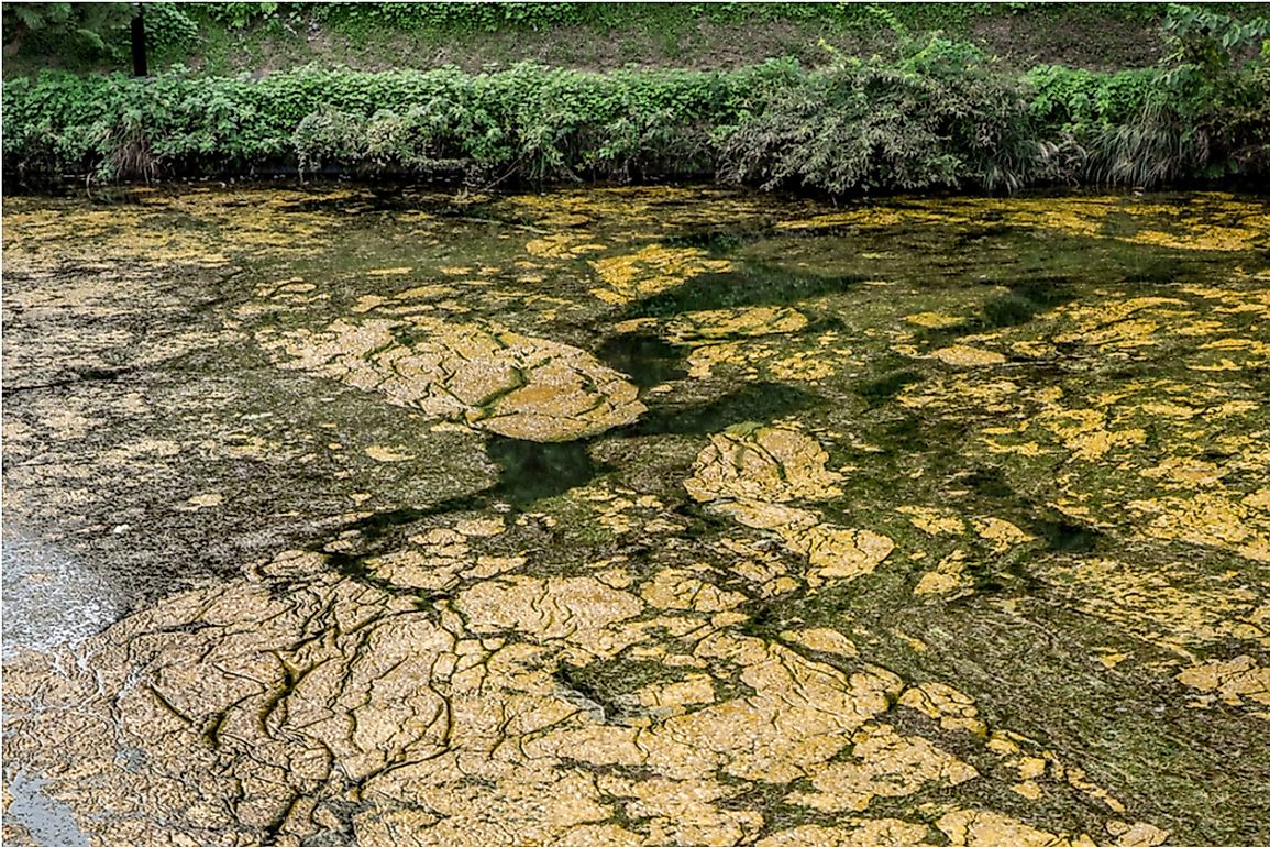 Biodilution primarily occurs during algae blooms. 