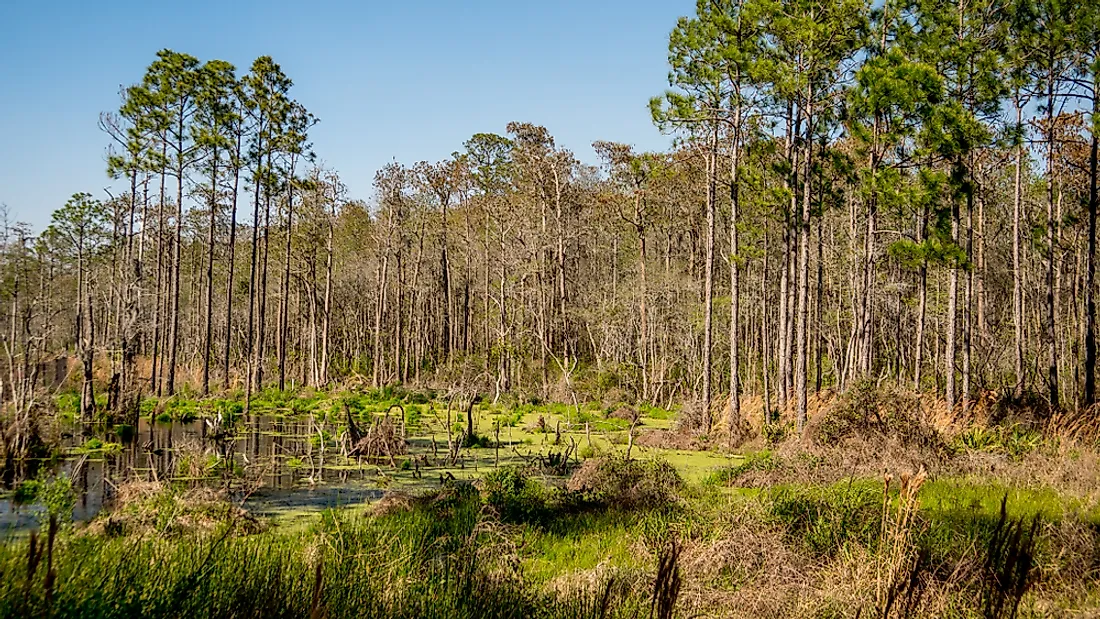 Pine is one of the softwoods harvested for making paper. 