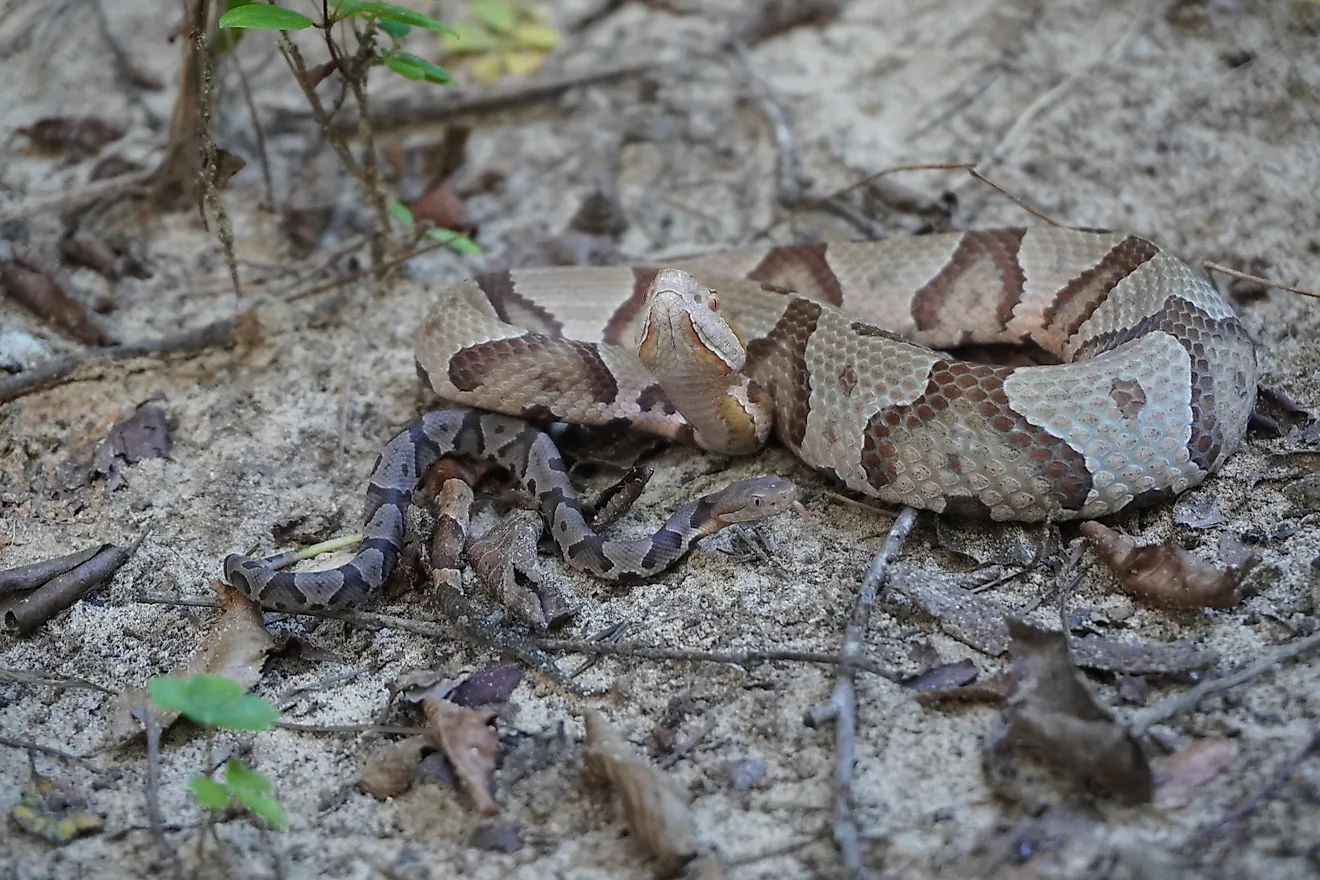 Adult copperhead and young