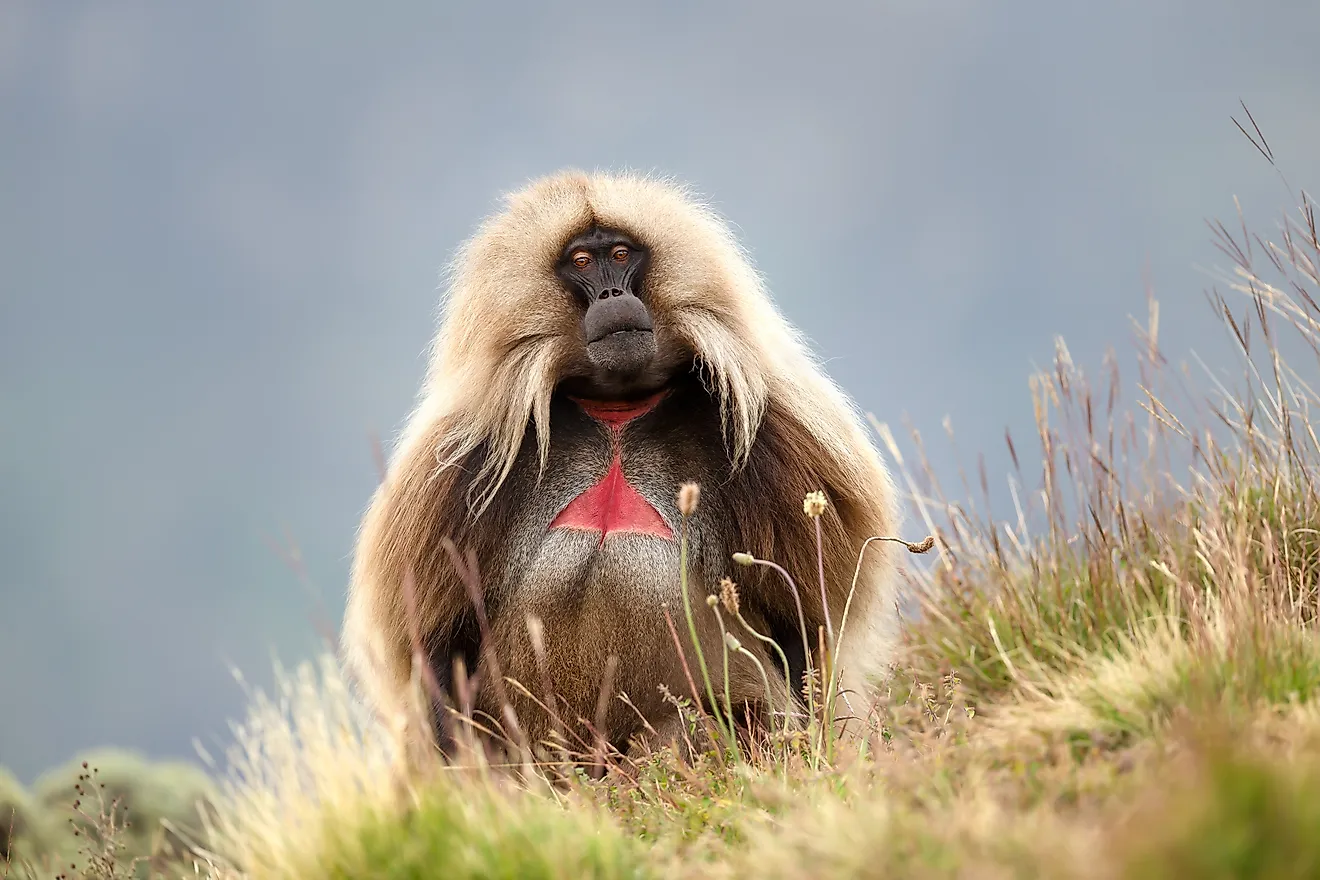 A gelada (Theropithecus gelada)