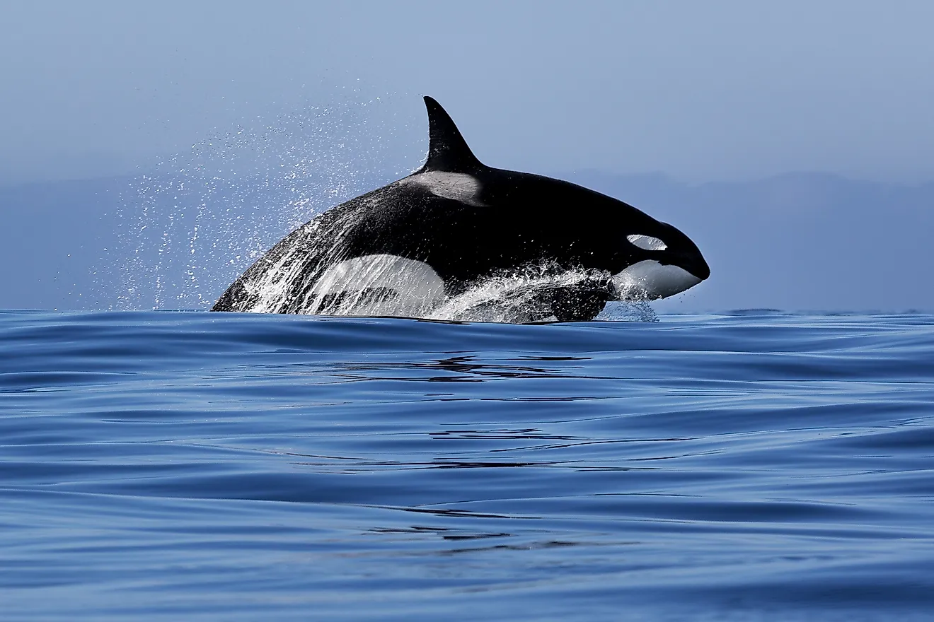 An orca (Orcinus orca)