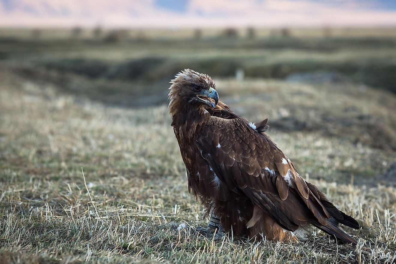 A golden eagle in the Gobi. Image credit: De Visu/Shutterstock.com