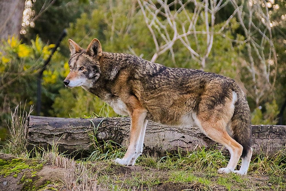 The red wolf is the rarest wolf species in the world.