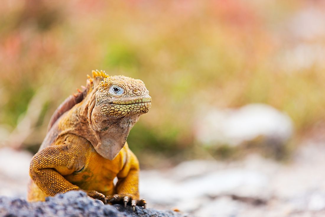 Galapagos Islands Animals - WorldAtlas
