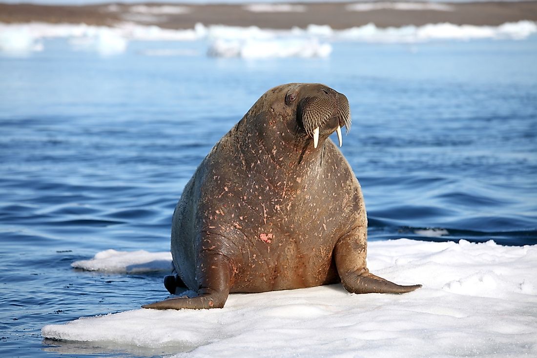 Walruses are distinguishable from other animals by their tusks. 