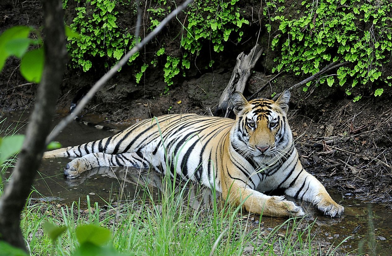 A tiger cooling off along a stream in the lush forests of the Panna Tiger Reserve, Madhya Pradesh. Photo credit: Dr. Anish Andheria