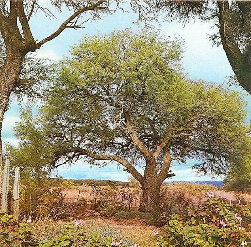 A White Carob tree grows amidst the low shrub in the dry Gran Chaco Lowlands.